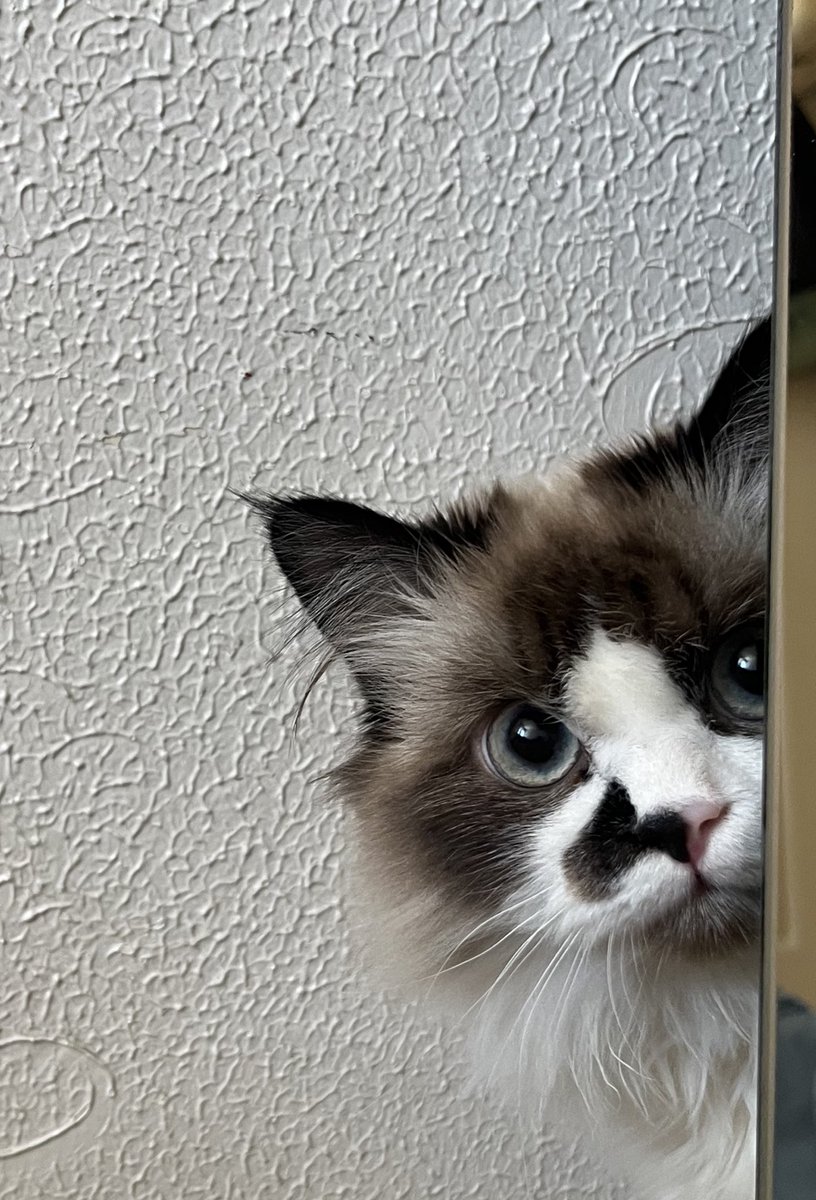 aynaz tweet media
