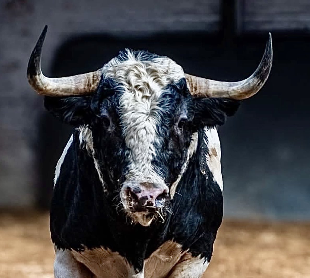 Ignacioirujo's tweet photo. #Toro #Bulls #España #Spain #Tauromaquia #Espectacular #Belleza #Bravura #Nobleza #Fuerza #GanadoBravo #Cultura #Dehesa #ReinoAnimal #Colorido #Presencia #Respeto #Fuerza #PielDeToro #CorridaDeToros #Maestro #PlazaDeToros #FiestaBrava #Torero #MatadorDeToros #CulturaEspañola https://t.co/4n4tBkhyCK