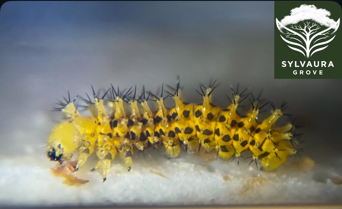 SylvauraGrove's tweet photo. ☀️Cecropia Caterpillar - 2nd Instar 🐛

What did he eat to make him so yellow?!

👇🏼Drop a comment👇🏼

#cecropia #nature #insects #caterpillar https://t.co/GS6jDP7WoQ