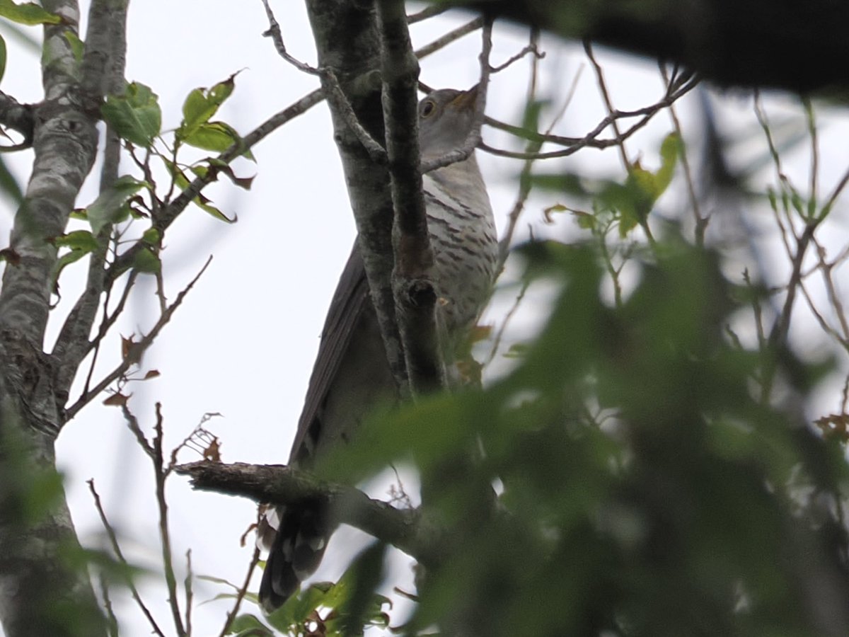 tostomo's tweet photo. 枝被りの
#ホトトギス
#om1-markⅡ
#mzuiko100400mmf5063is
#om_photo
#om写真投稿
#om野鳥写真
#birders_gallery
#birds
#bird-gram
#birdphotography
#野鳥 
#ISO200
#0ev
#f8
#1/250s https://t.co/jMUbqHPT2B