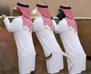 RAMIRAMI781387's tweet photo. @bt3 أحدكم يشرح لعبيد ميسي أن الشكوى ضد التحكيم وليست ضد ربهم الأرجنتيني القذر https://t.co/WfscPkJnDh