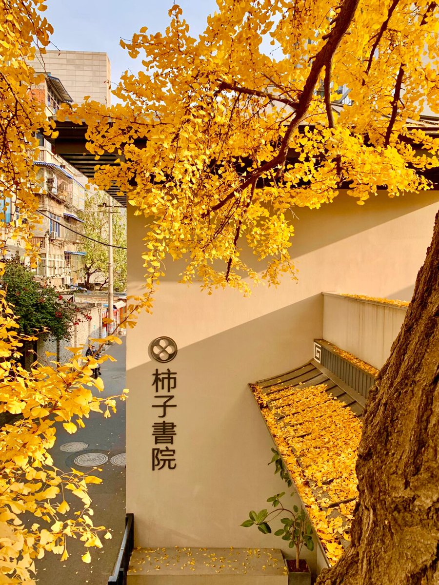 GJordaniya's tweet photo. Sunny autumn breeze carrying fallen golden leaves—perfect for a quick walk with a warm latte in hand! �� https://t.co/b8KpZIErkt