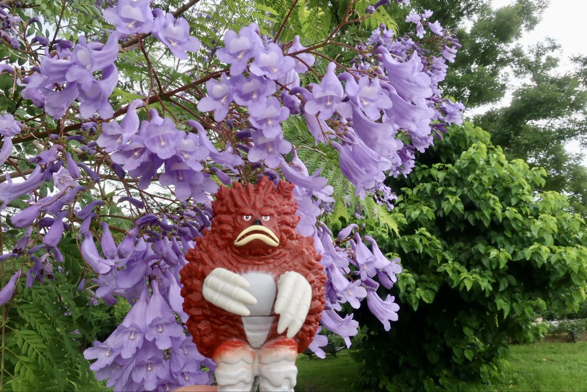 messem_8787's tweet photo. 💜ジャカランダ✨✨✨
#Jacaranda 
#長居植物園 
#ガラモン 
#GARAMON 
https://t.co/U0SiOSadNV https://t.co/auBiyNNHxh