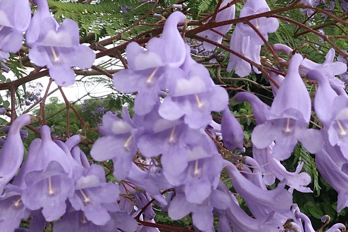 messem_8787's tweet photo. 💜ジャカランダ✨✨✨
#Jacaranda 
#長居植物園 
#ガラモン 
#GARAMON 
https://t.co/U0SiOSadNV https://t.co/auBiyNNHxh