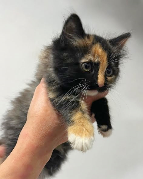 LorenzoTheCat's tweet photo. Reminder: our friend Uncle Eugene @eugenehmg and his @catsonmars_ua shelter in Ukraine are still rescuing beautiful kittens like this and trying to find new homes for them. https://t.co/TRP2l1PdNg