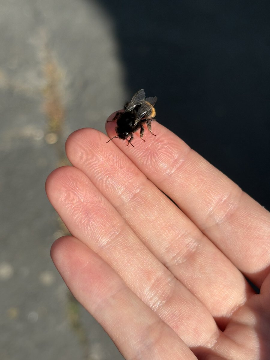 pyjamashorts_'s tweet photo. @DanicaPriest Love me a lil bee https://t.co/sYilv7dy44
