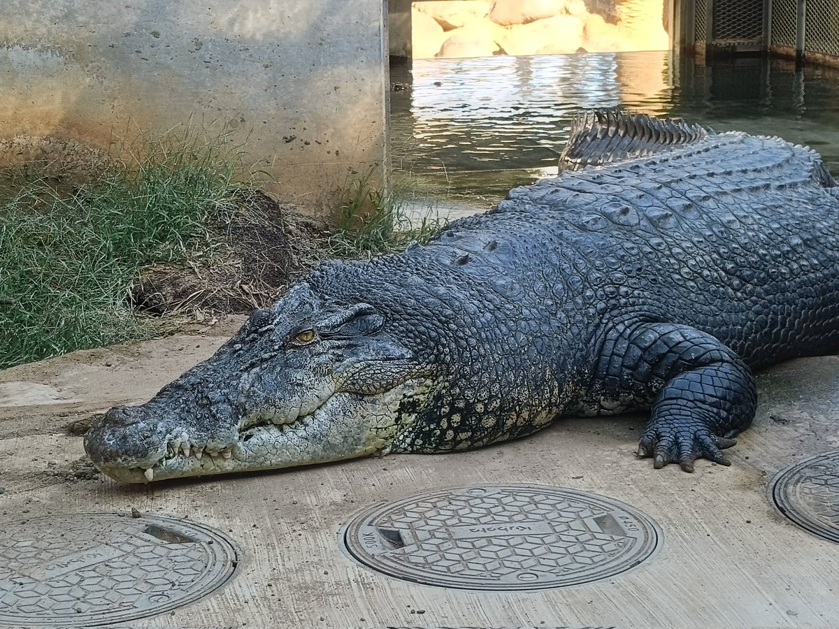fubukihime2022's tweet photo. 巨大なイリエワニ先輩🐾
2025･11･24
#イリエワニ
#iZoo
#体感型動物園iZoo https://t.co/VxKZYheVC5