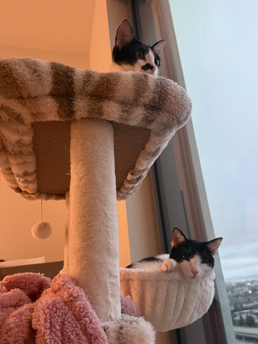 Friends of Bear Cat Rescue tweet media