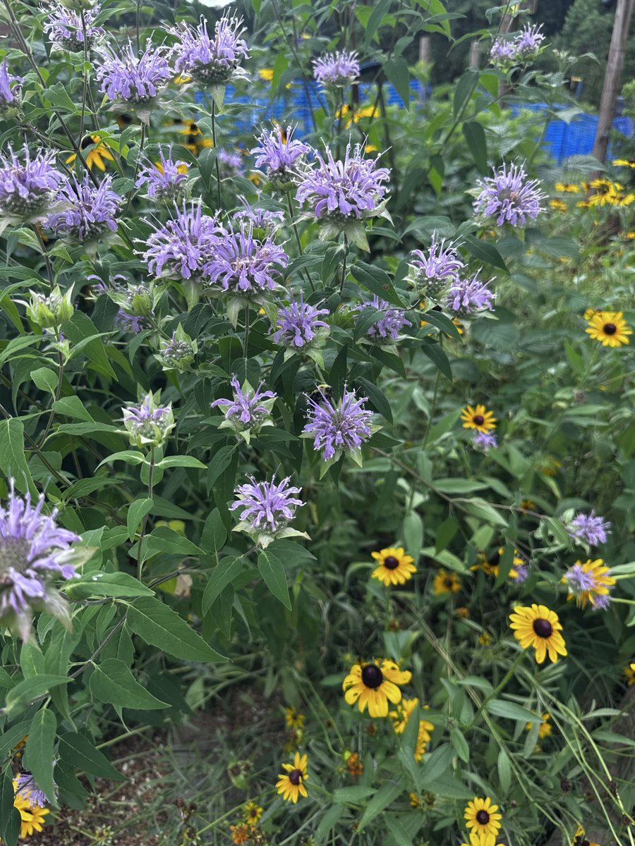 QofTU's tweet photo. Bee balm showing out today! 🐝 https://t.co/SxSEJr62cT