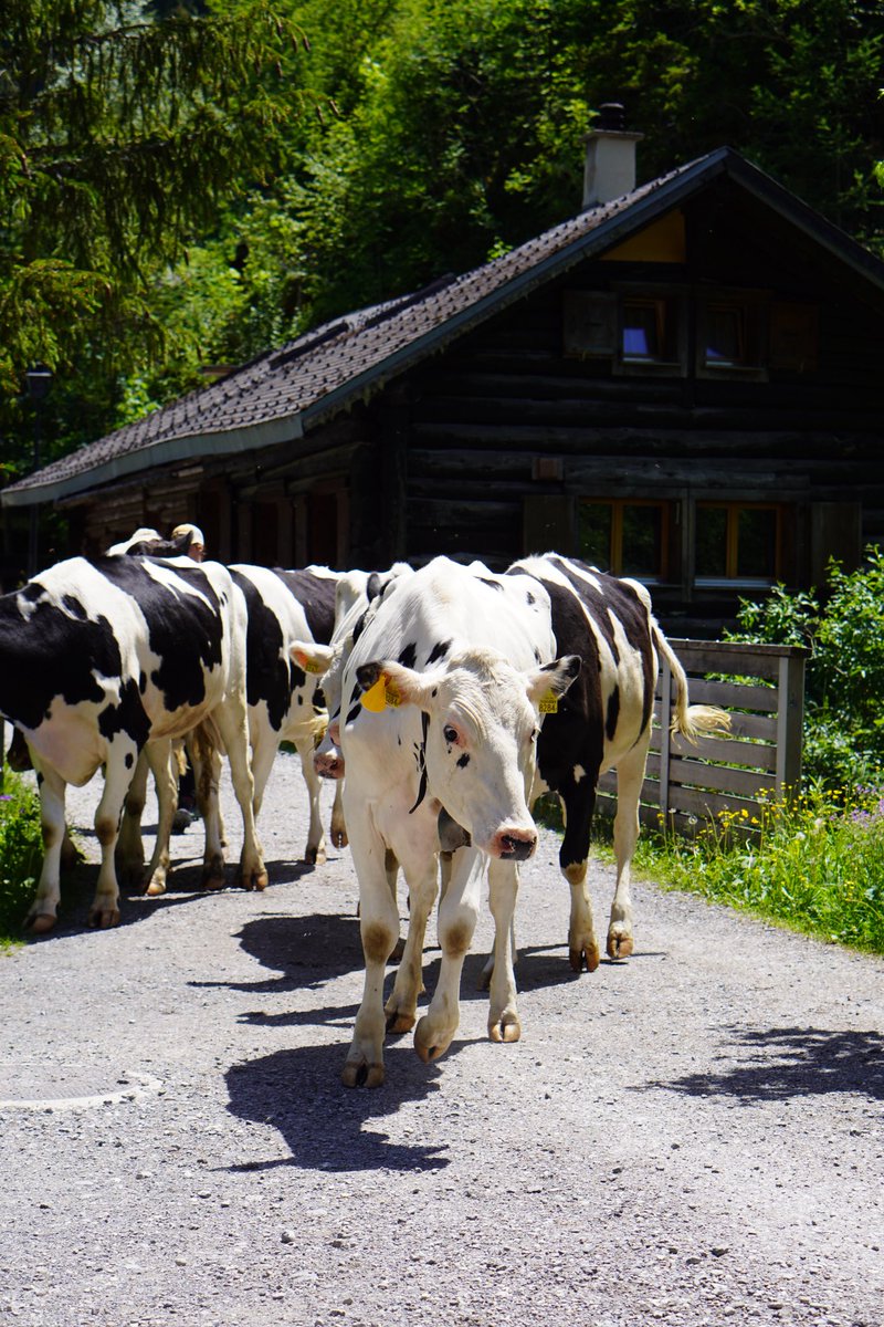 Ardamso's tweet photo. Petite rando avec @vNoyaa des vaches et le lac https://t.co/SqzfRsR9CM