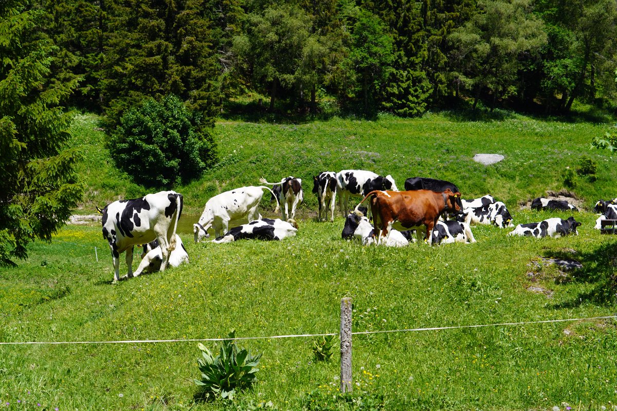 Ardamso's tweet photo. Petite rando avec @vNoyaa des vaches et le lac https://t.co/SqzfRsR9CM
