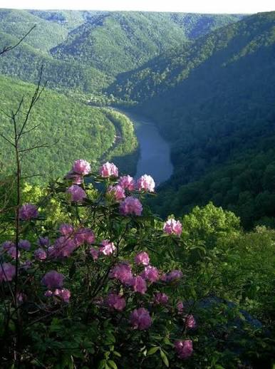 NousSoleil's tweet photo. “The rose blooms without why. It blooms because it blooms.” 
- Meister Eckhart https://t.co/kKwBI2BGnC