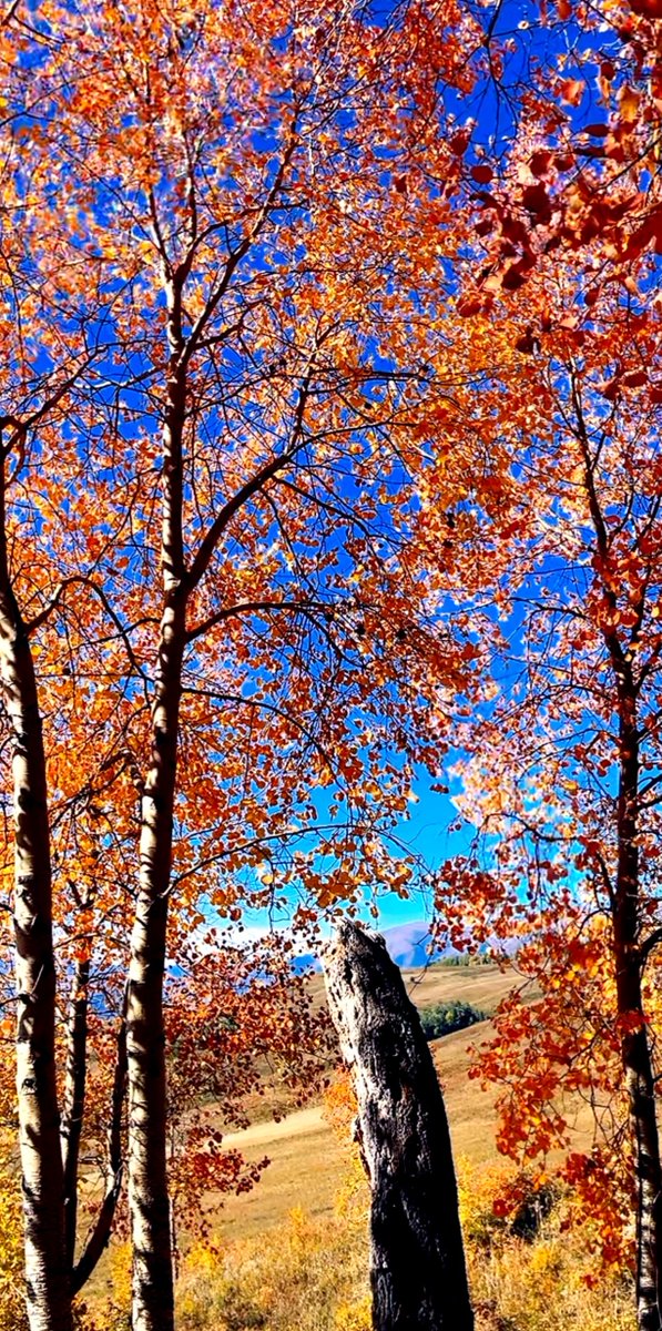 soJyyun's tweet photo. Sunny autumn breeze + golden maple leaves = perfect weekend vibe https://t.co/9ObfQD4NSL