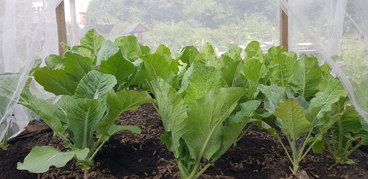 YLeafLab's tweet photo. The first of the Cauliflower have arrived.  It's the First time I've ever grown Romensco. 

Allotment wins. https://t.co/zBs7d2c59Y