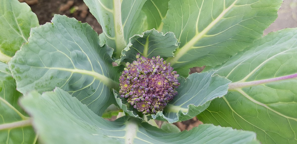 YLeafLab's tweet photo. The first of the Cauliflower have arrived.  It's the First time I've ever grown Romensco. 

Allotment wins. https://t.co/zBs7d2c59Y