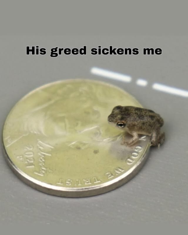 nocontextfrogs's tweet photo. https://t.co/ToPMnNgEDb