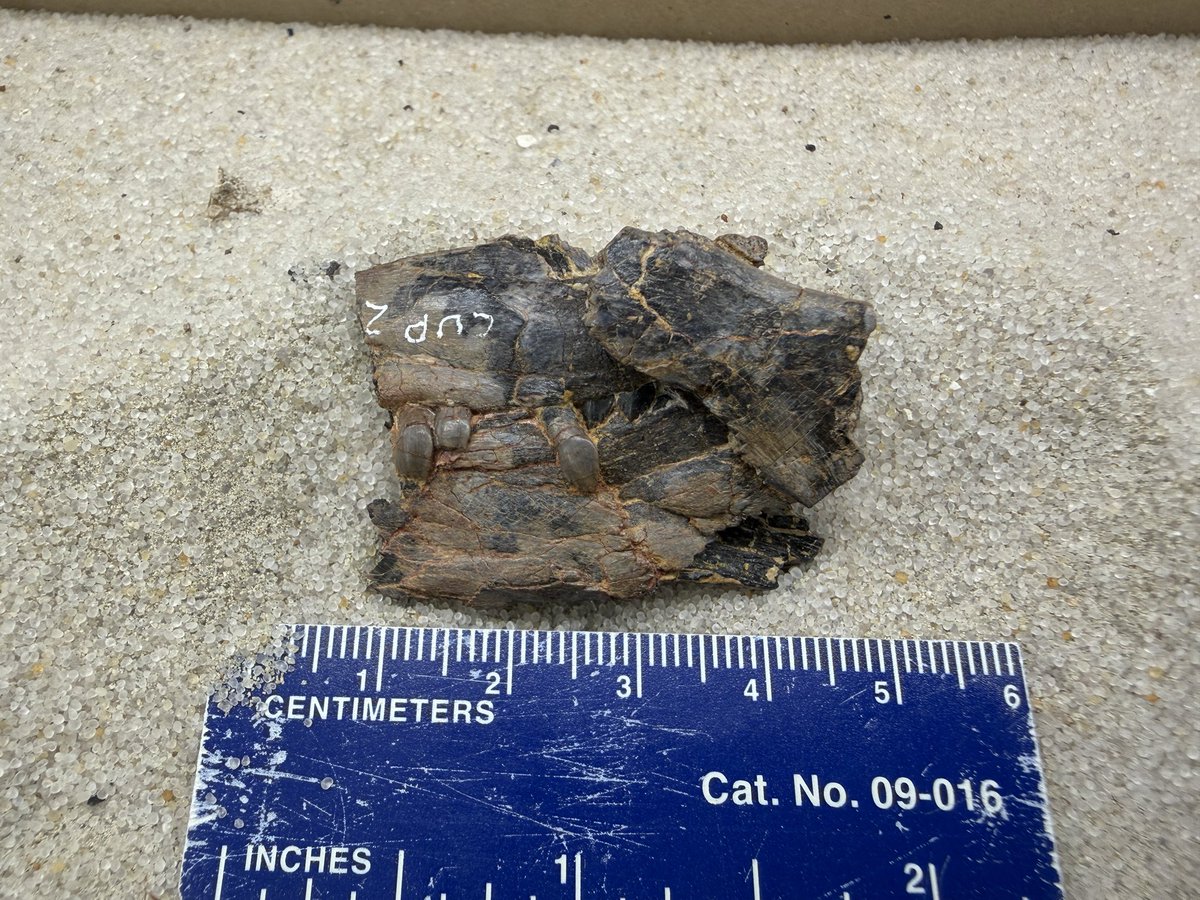 PodokesaurusPro's tweet photo. We spent a week at the Field Museum earlier this month, re-identifying a bunch of mislabeled material from China (soon to be returned) and a boatload of unpublished Cryolophosaurus material. These here are the jaws of a small crocodylomorph and sauropodomorph. https://t.co/oGqw8XXfnZ