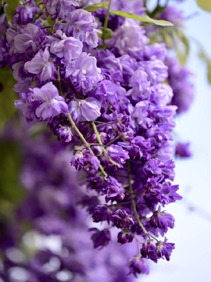 Ghbgry1's tweet photo. Spent the morning wandering Venice’s hidden alleyways, sipping perfect espresso at a corner café, and stumbled on a tiny canal lined with wisteria—sunlight filtering through the blooms, no crowds, just pure Italian magic. 10/10 for slow travel wins today https://t.co/Fhm6yY5yAw