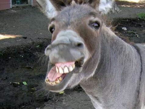 GuudName's tweet photo. @slobberingchud @gloxenko donkey
Here your new profile picture, no need to thank me. https://t.co/WwVLRe24Hb