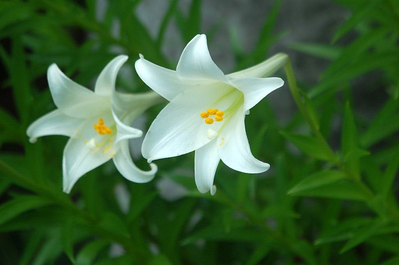 POOHFUJI's tweet photo. ６月２１日：静かさの凝りて咲けるや鉄砲百合 @OptioInTheSky さん #flower #jhaiku #花の俳句
[今日の誕生花]テッポウユリ（ユリ科）[花言葉]純愛、淑女
花の俳句→https://t.co/rQc4yg0nIK https://t.co/a5gUPnsYQI