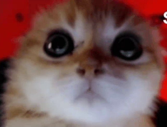 Birgooy's tweet photo. Kaufmo es tan silly w https://t.co/90vYeDTqHA