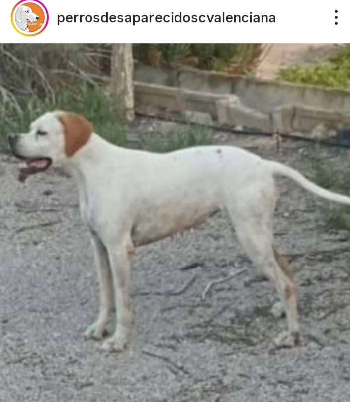 Nuriavg6's tweet photo. #AYUDA #PERRAPERDIDA #Perros #PERDIDO #LASSI es esta perrita, perdida en #ALICANTE es muy asustadiza, tiene chip, si la ven por favor llamen al teléfono 664118482 Por favor, difusión🙏 https://t.co/dEJ2REP4DC