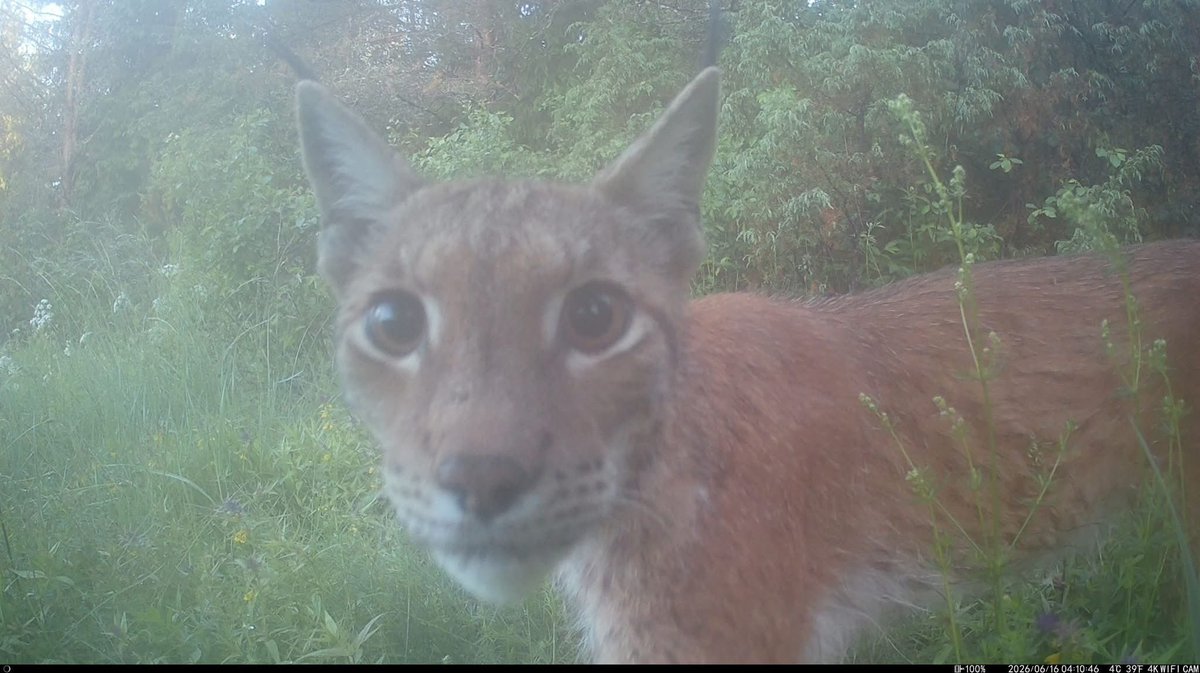 Trail_Cams's tweet photo. https://t.co/J9xJOKgCrX
