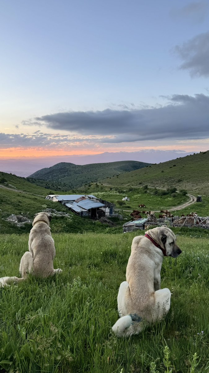 kelkitlibiri29's tweet photo. Sen bizim dağları bilmezsin gülüm… https://t.co/5PNHI6QKQI