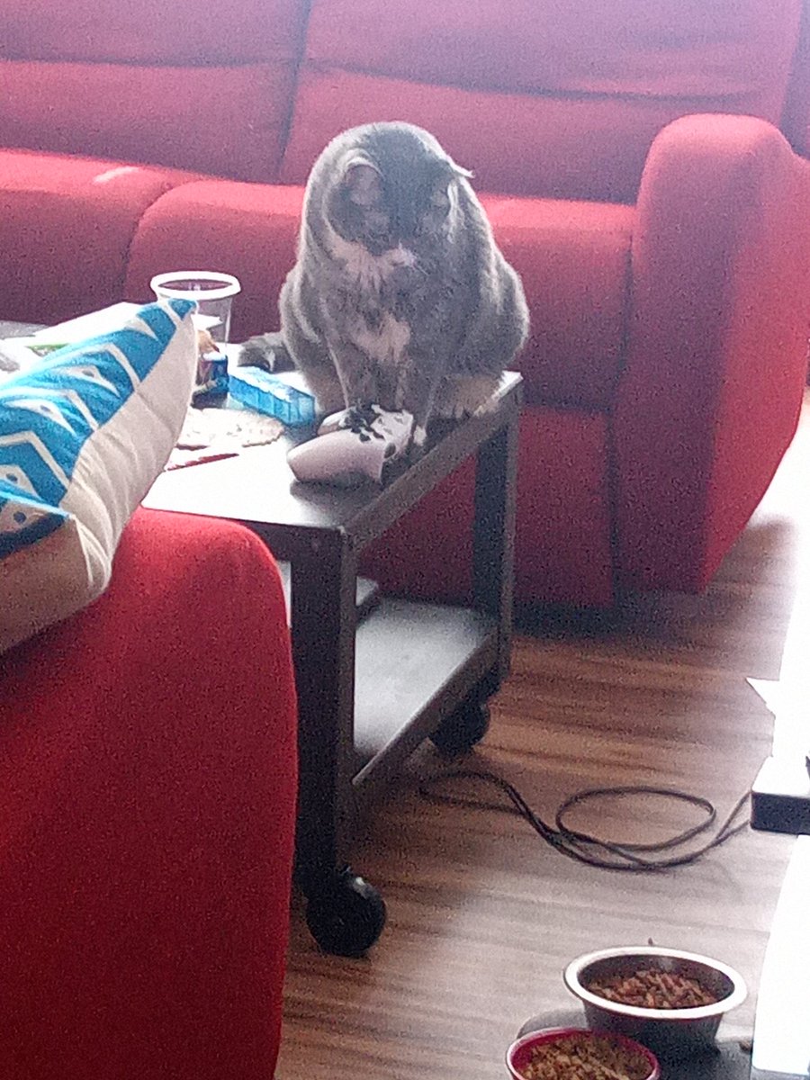 faerybliss's tweet photo. my cat emanating my current emotional state. https://t.co/7D6JSxMdYO