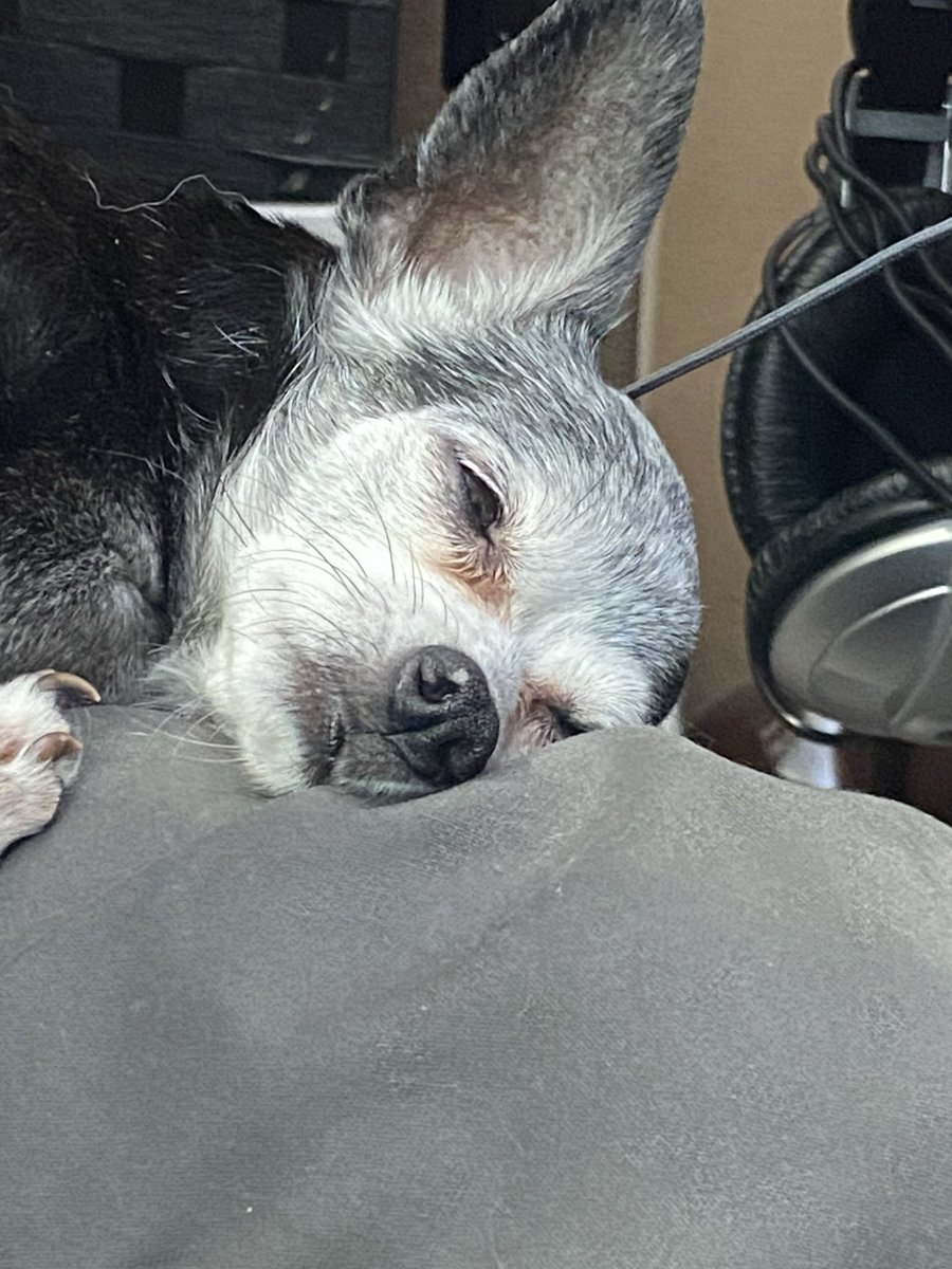 AJGravityOne's tweet photo. This is my brothers dog Dolly https://t.co/FyJSg74b6X