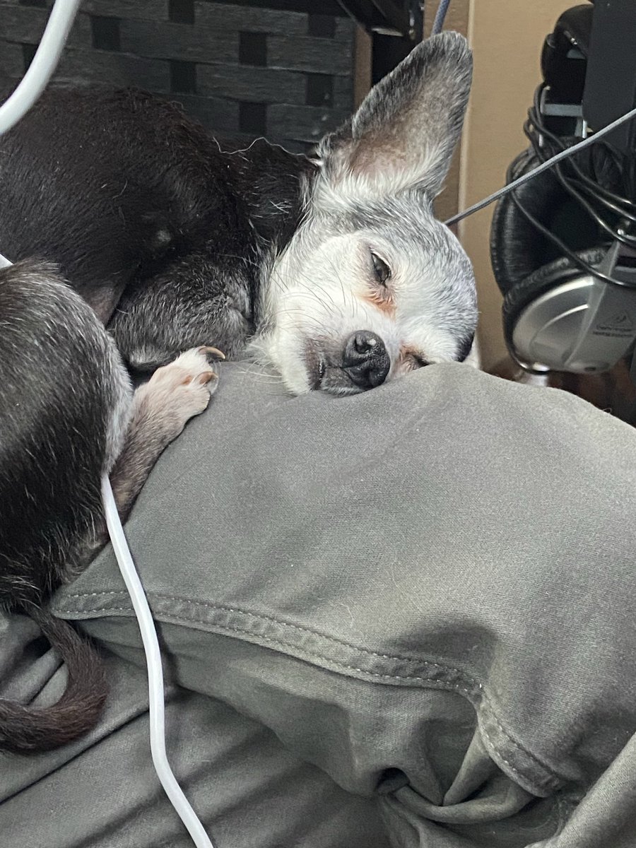 AJGravityOne's tweet photo. This is my brothers dog Dolly https://t.co/FyJSg74b6X