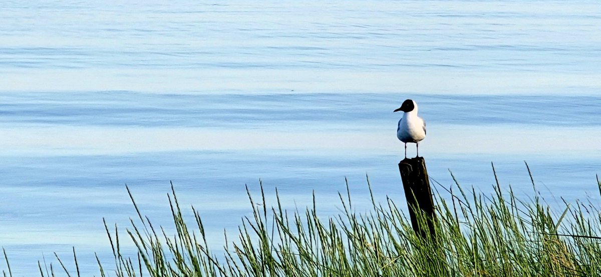 Simon_Westerhof's tweet photo. Mooie zomeravond aan het Deense wad bij St. Darum ( Denemarken )
#zomer2026
#buitenleven
#kamperen
#elkedagnieuweavontuur https://t.co/zgSh8OxfQ6