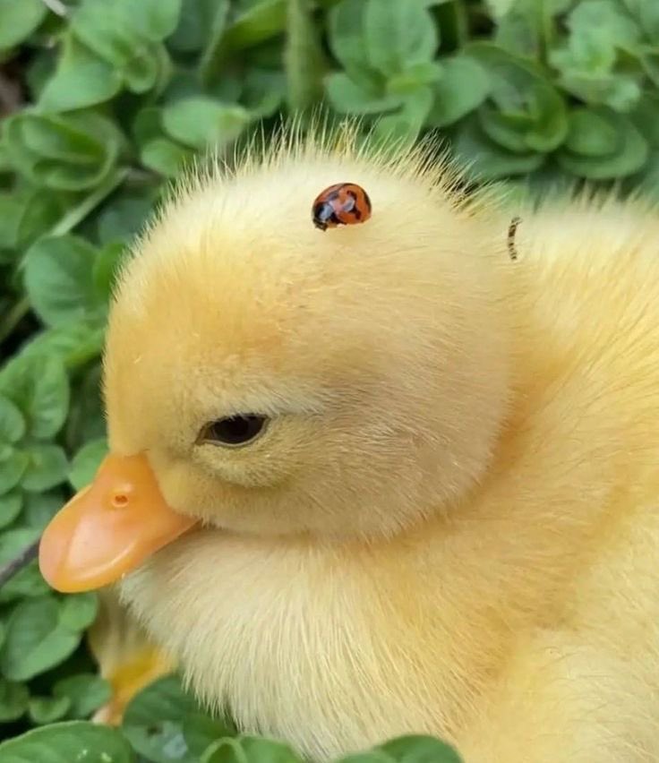 hollbunny's tweet photo. ilyaduck and shaneybug... https://t.co/io6wlq0dtf