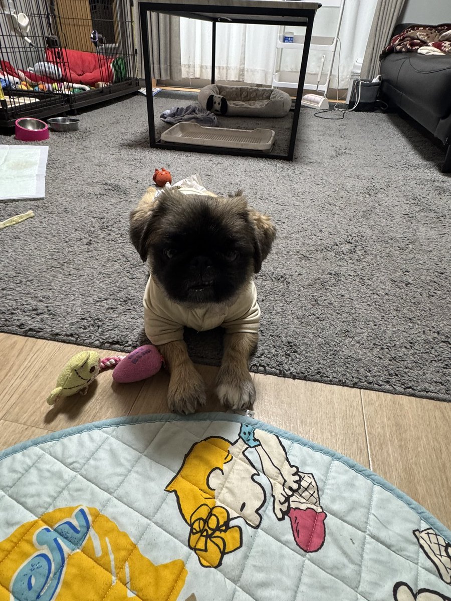 ebinumayosiyuki's tweet photo. おはようございます。 https://t.co/rRNe4HiLT7