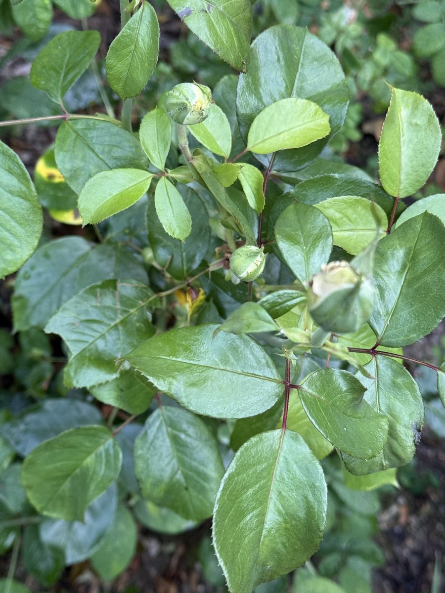 IsabelTriaureau's tweet photo. Les roses Madeleine Delbrêl murmurent ce soir dans le jardin de la maison paroissiale de NDG… révélations intimes partagées… https://t.co/H30fm3R5BX