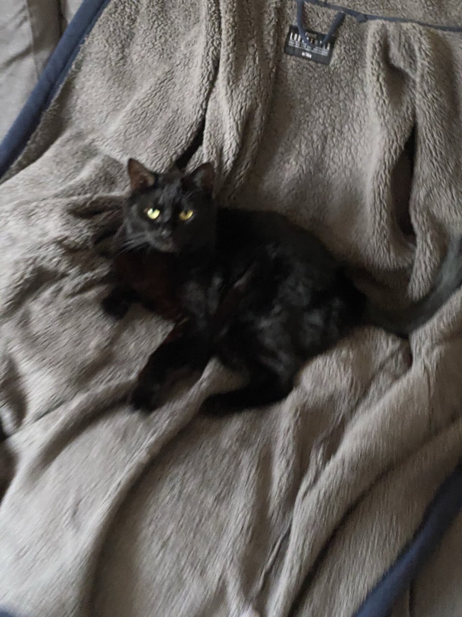 Joshpmatthews's tweet photo. Goodbye little one. Cross that Rainbow bridge. Be at peace and pain free. https://t.co/IjfMoHZKm5