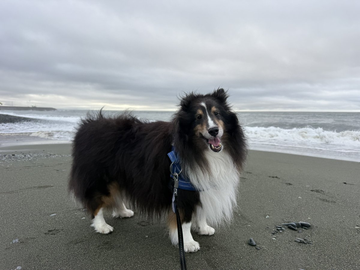 jade555ms's tweet photo. 波ザブンこ🌊
#今朝のワンコ
#虎之助くん #シェルティ #シェットランドシープドッグ #shetlandsheepdog https://t.co/xtX3hpGRC9