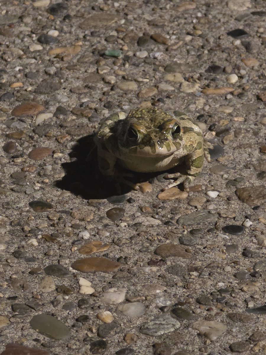 evbormir's tweet photo. 🐸 Встретил сегодня коренную белградскую «жабоньку».
​На фото — местный житель, а точнее, зелёная жаба (лат. Bufotes viridis), которая вышла на вечерний променад и согласилась на небольшую фотосессию. 
​#белград #сербия #природа #живоймир #balkanlife https://t.co/WDLhGaPqi0