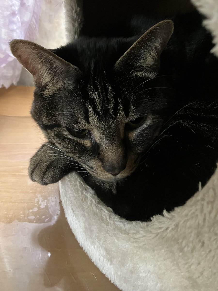 cafesanacia's tweet photo. 雨で散歩に行けないにゃ…
（オイラは外には出ないけどにゃ〜）
#cats #猫 #にゃんこ #キジトラ https://t.co/0A0Dom3Yzu