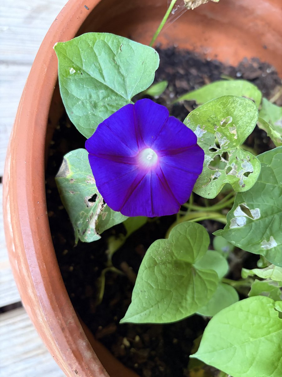Bookreaderlady's tweet photo. @1pcornwell That is what I thought about my lone morning glory blossom!! https://t.co/Up008Zovwv
