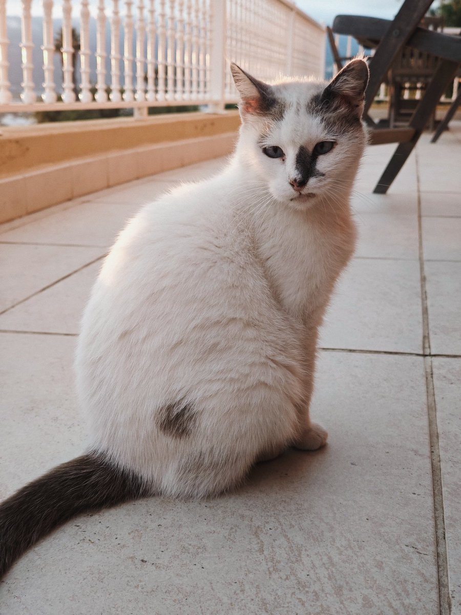 Srexic's tweet photo. Nuestra gatita con cara de Yakuza.💖 https://t.co/WTLuQtEydt