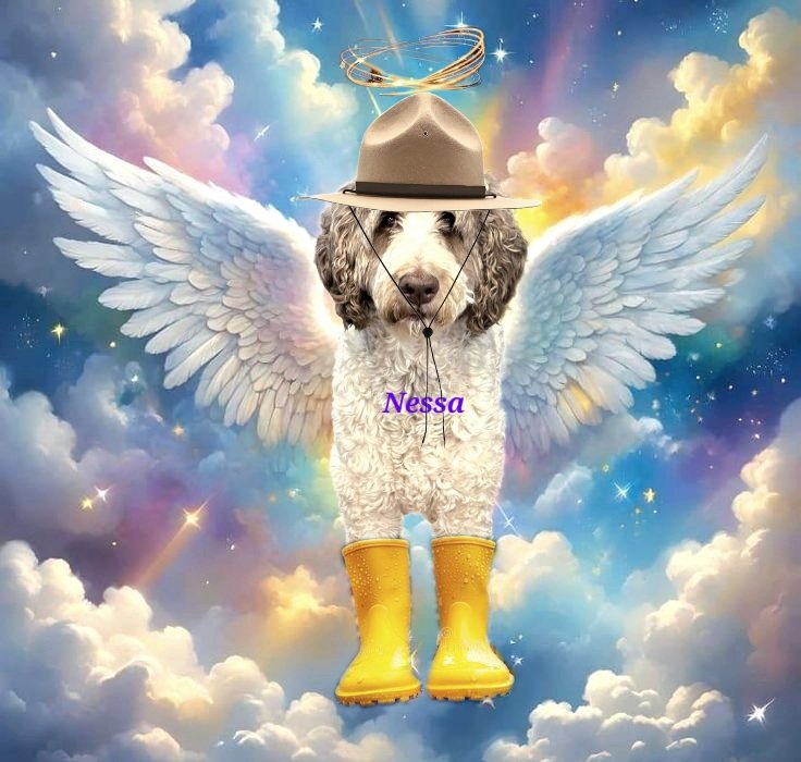lynda3035's tweet photo. I hope this is okay...๐๐๐ป๐ฉต๐๐ฉ #RIPNessa @DoodleNessa โ๏ธ https://t.co/cw7jREL3xQ