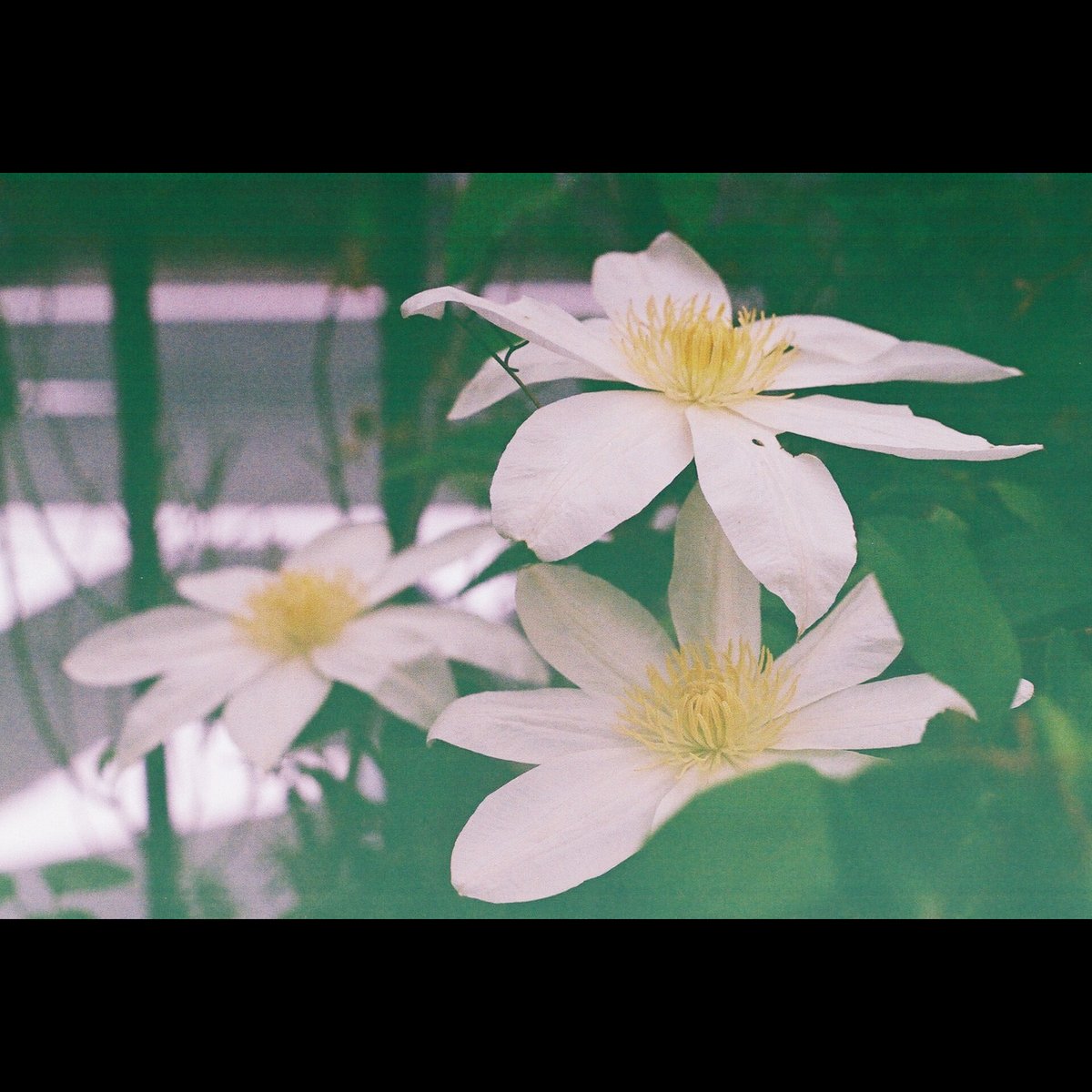 Tonchan58's tweet photo. クレマチス
暗所は白っぽくなるみたい…┐⁠(⁠´⁠д⁠`⁠)⁠┌
第25話 Argus CSM × FUJI PHOTO FILM EBC FUJINON 1:1.8/55 1974年 昭和49年 発売(後期型) Part337 国産オールドレンズ図鑑
https://t.co/vjyH9BEb8l
#国産オールドレンズ図鑑
#感写　#春日原　#CLOVEとんちゃん https://t.co/eieyPUzaIh