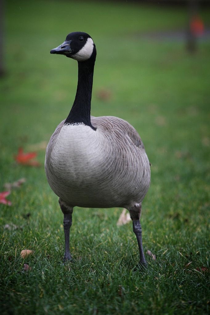 Goose (@GooseChees) / Posts / X