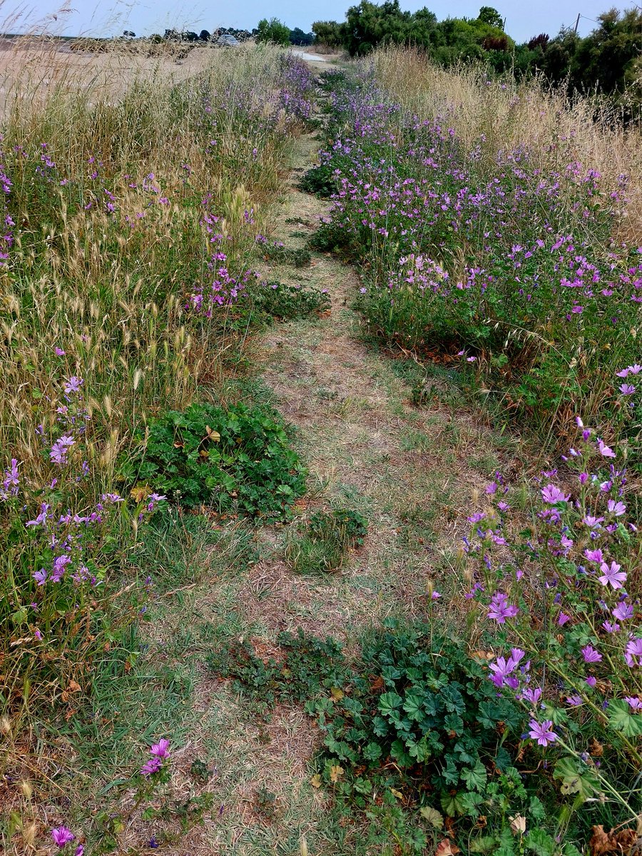 CobiPoel's tweet photo. #ElkeDagEenFoto2026 20 juni Er waren tijden dat we hier wandelden en niet wisten waar we het eerst naar wilden kijken, zoveel vlinders. Nu hier en daar enkele; droevig #Gironde #Medoc https://t.co/1BCwE6WwtV