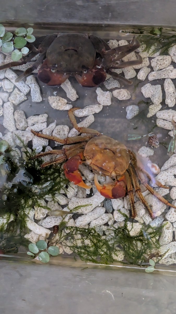 0remoba's tweet photo. 一瞬蟹が2匹いてビックリした
普段水に入りたがらないのに、最近やたら水の中に居たのは脱皮したかったのね！ https://t.co/Wnv87nQdML