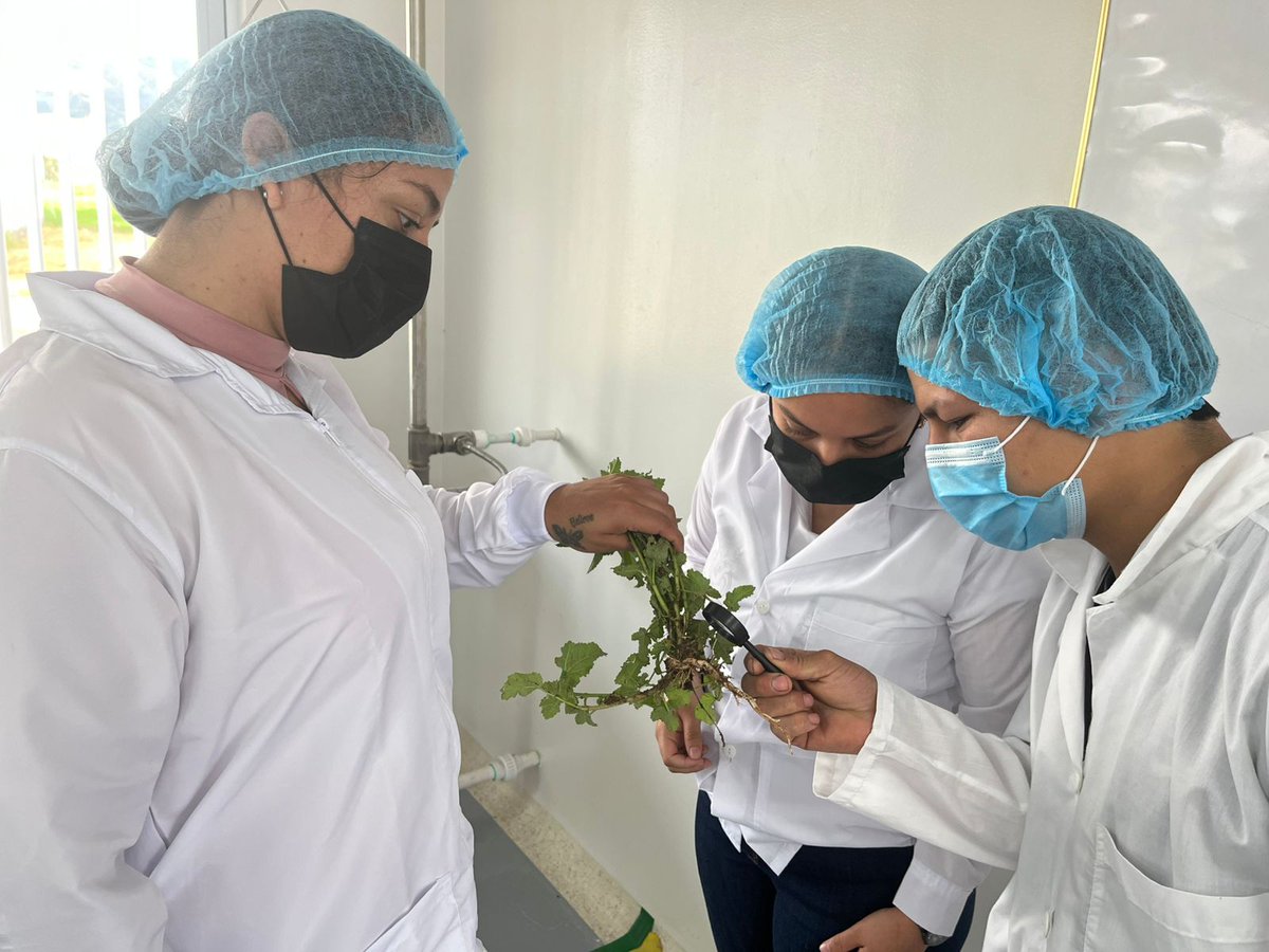 JavierAgronomo's tweet photo. 🔬  Práctica de Microbiología de Suelos en Pitalito
Los estudiantes fortalecen sus competencias en análisis microbiológico y manejo sostenible del suelo, integrando teoría y práctica para comprender la importancia de los microorganismo 
📅 20/06/2026 | Periodo académico 16-02 https://t.co/sYlIWAAbRE