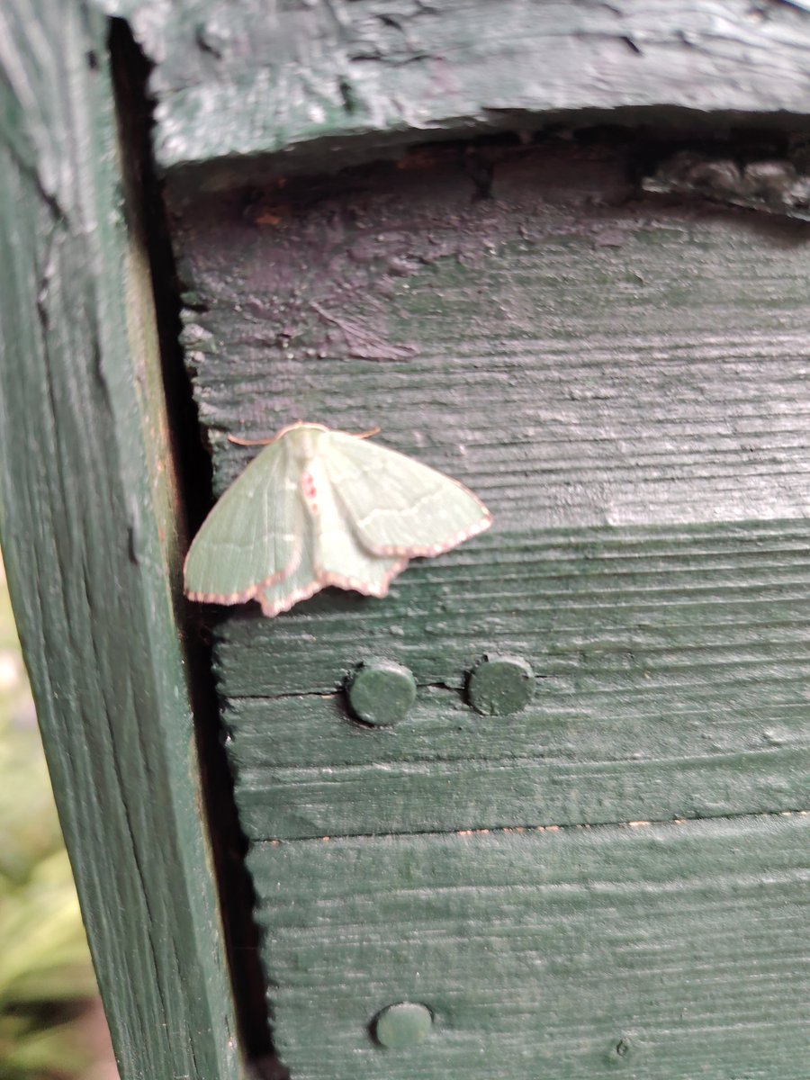 HillyRockliff's tweet photo. @AnitaNorburn @savebutterflies https://t.co/pfdx7OAnJj