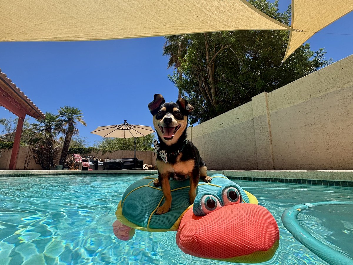 Pool Day for Pip! #chiweenie
