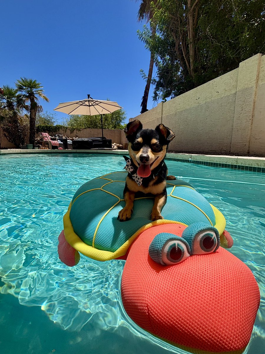 Pool Day for Pip! #chiweenie